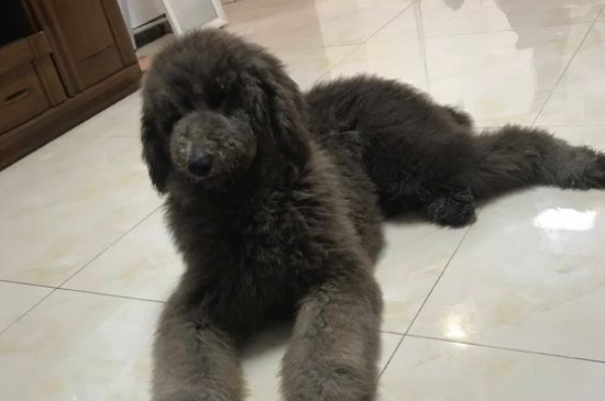 巨贵犬怎么看纯不纯，如何辨别巨贵是否纯种