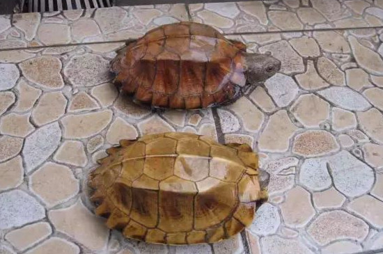 锯缘龟怎么养