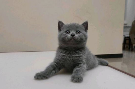 蓝猫一天喂几次