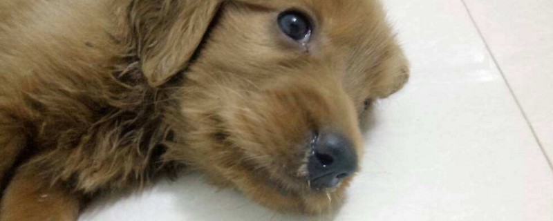 狗狗老打喷嚏是什么原因