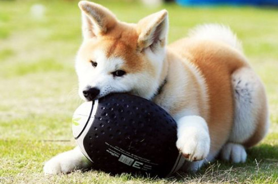 秋田犬怎么看纯不纯