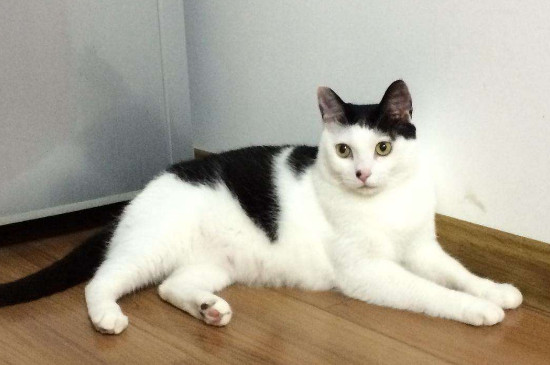 初次养猫养什么品种好