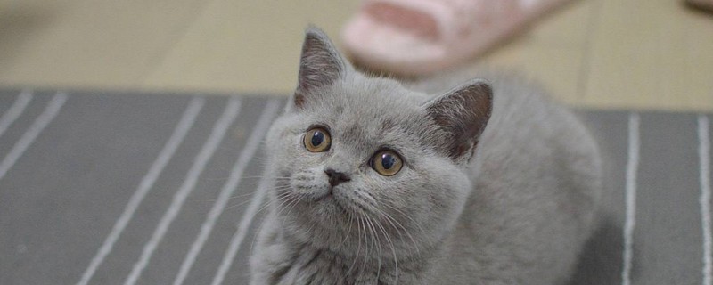 英短蓝猫有攻击性吗