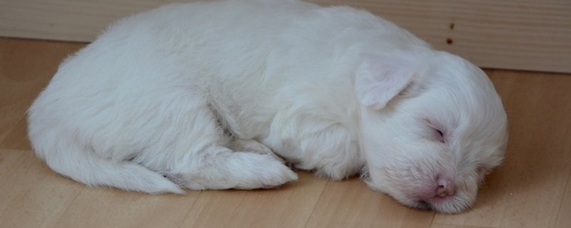 狗狗感冒症状