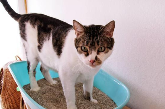 猫咪尿闭在家怎么处理
