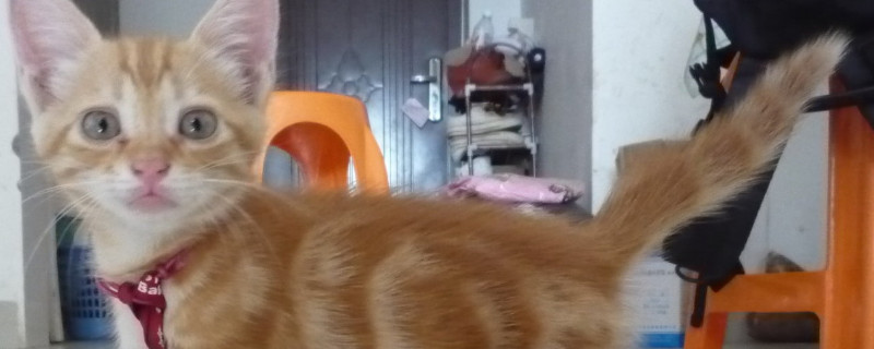 母猫几个月可以生小猫