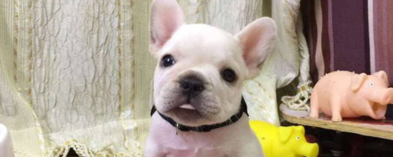 斗牛犬会咬主人吗