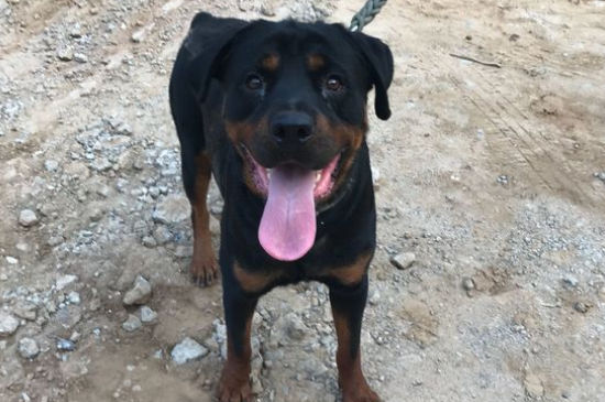 罗威纳犬咬主人怎么办