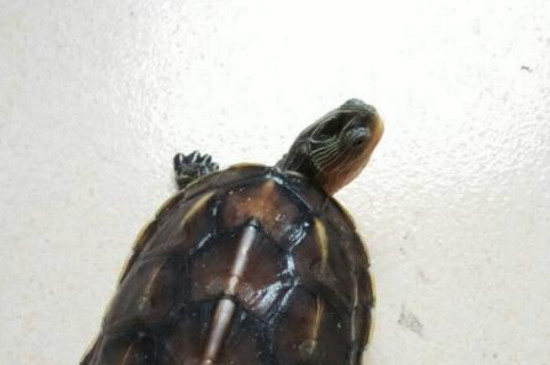 草龟腐皮怎么治