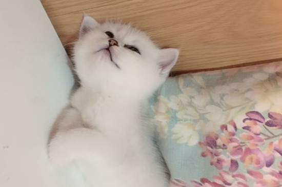 猫咪呕吐是怎么回事