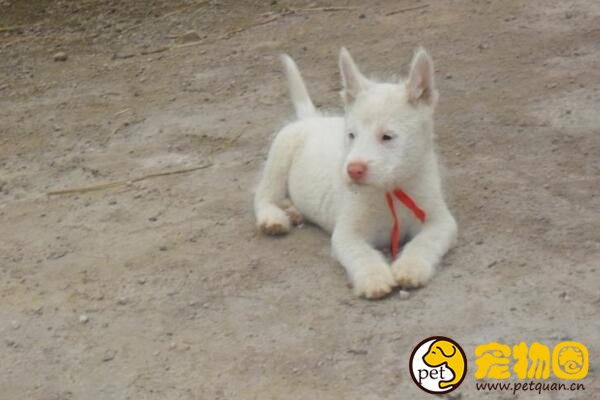 下司犬是什么狗，与牧羊犬齐名的国产犬(濒临绝种)