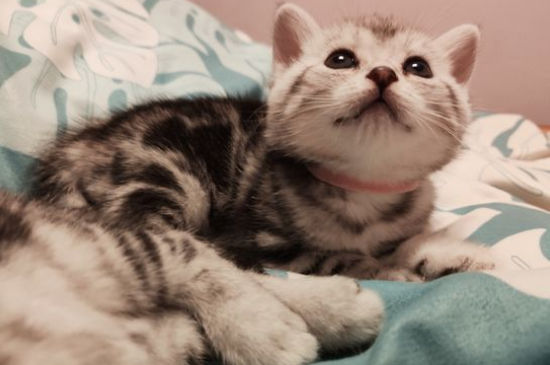 猫咪肛门出血