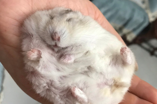 仓鼠可以吃鸡蛋吗