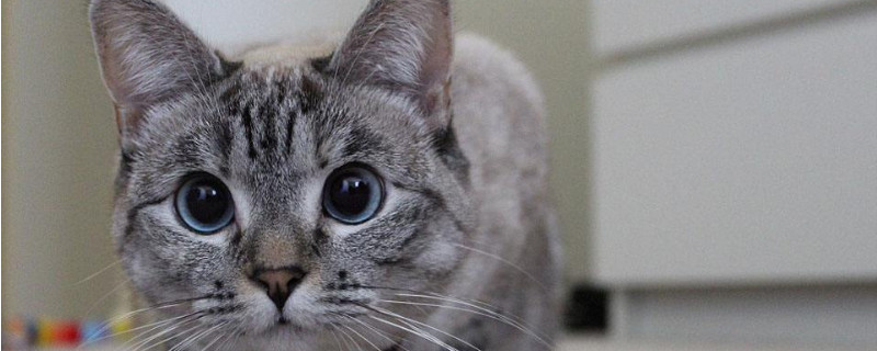 猫一胎生几只小猫