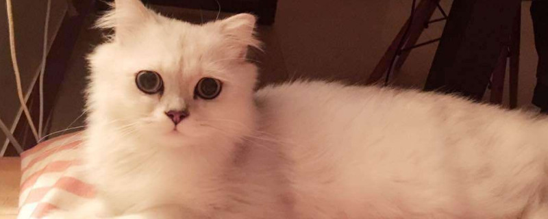 猫粮多久换一次