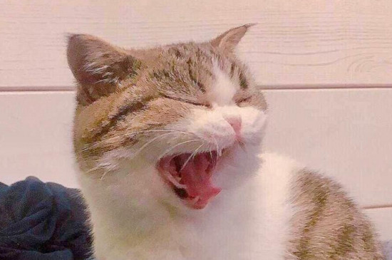 猫干呕一抽一抽的