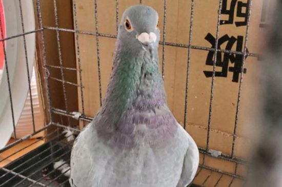 如何饲养鸽子