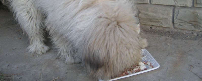 狗狗可以吃米饭吗