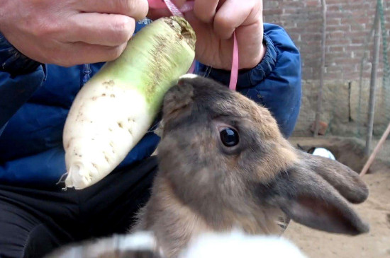 兔子喜欢吃什么食物