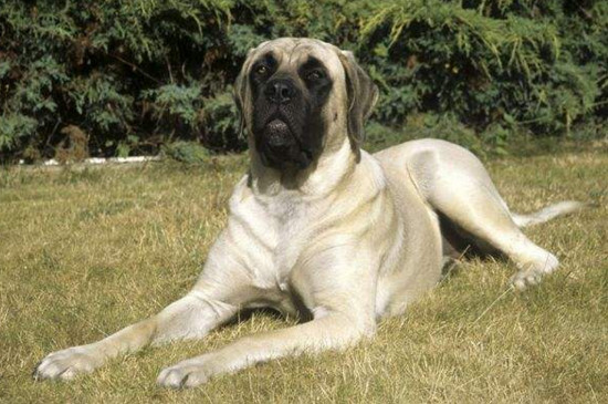 世界最高大的狗，英国獒犬高达70厘米重达311斤