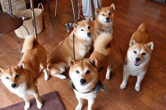 为什么柴犬有的叫豆柴