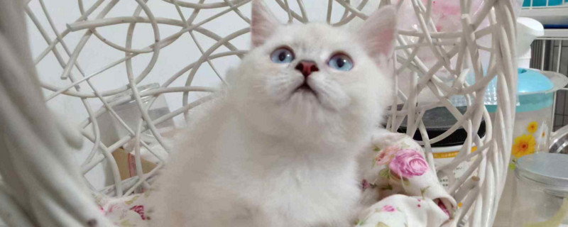 银点猫如何看品相