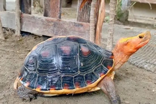 黄头侧颈龟寿命