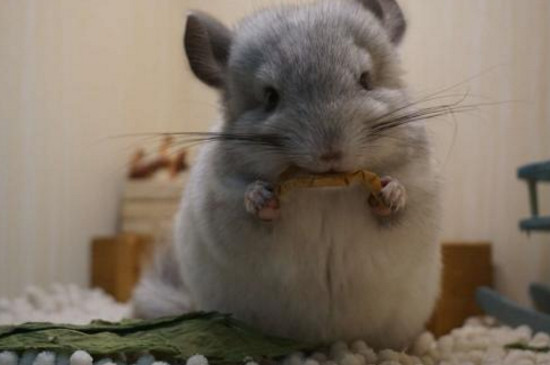 龙猫洗澡沙要放多少