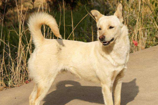 养中华田园犬注意事项，饲养中华田园犬的正确方法