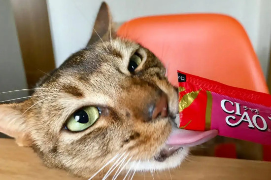 幼猫可以吃猫条吗