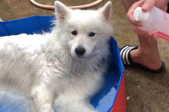 萨摩耶犬为什么没人养