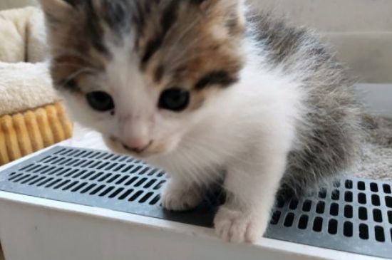 晚上猫咪一直在门口叫