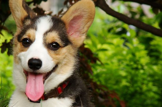如何养柯基犬