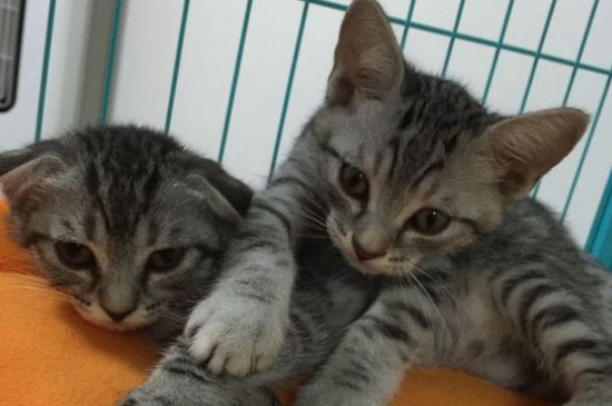 猫猫拉屎带血正常吗