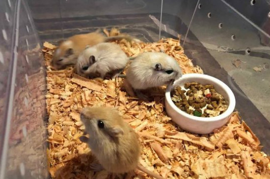 沙鼠和仓鼠一样吗?它们居然有这么多区别