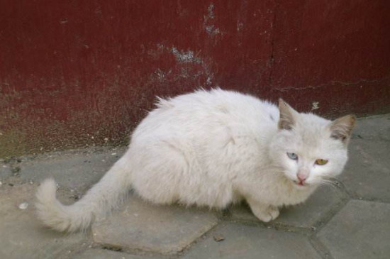 临清狮子猫好养吗