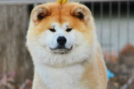 日本秋田犬价格多少钱一只，正宗纯种秋田犬大概多贵