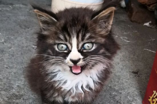 猫角膜炎怎么治疗