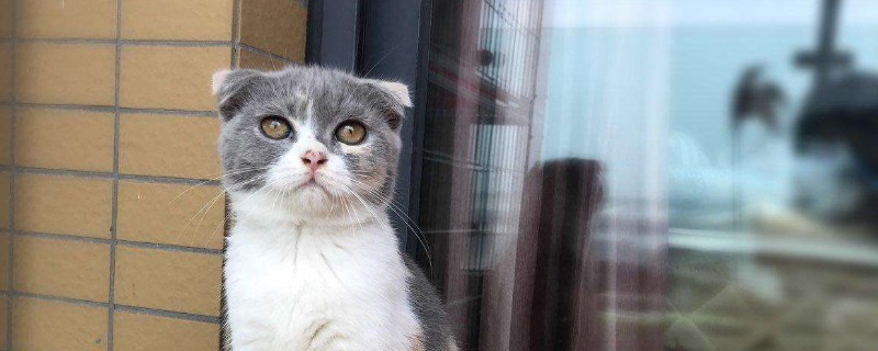 猫咪不见了怎么找回来