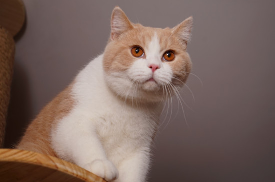 猫咪能吃花生吗