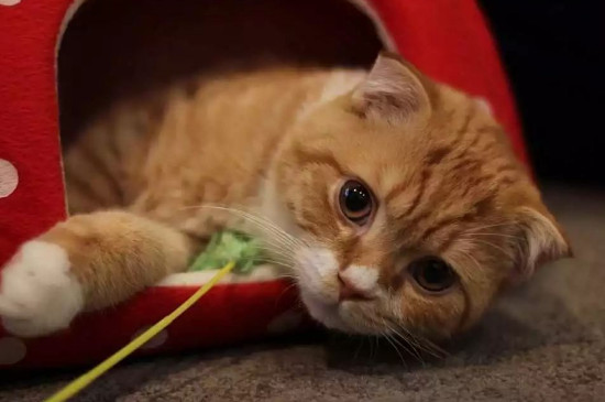 猫的耳朵有什么特点
