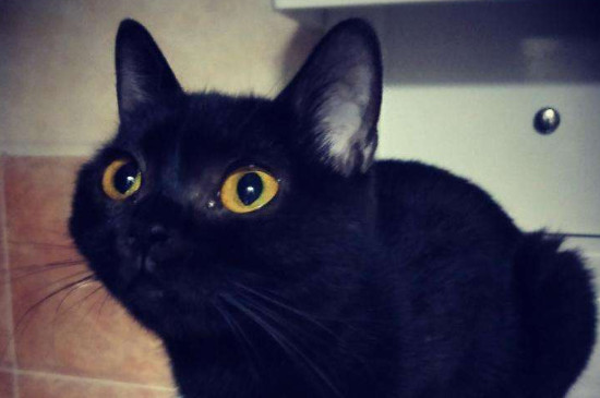 孟买猫和黑猫的区别
