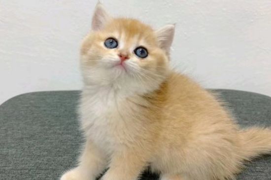 猫咪打呼噜声音特别大