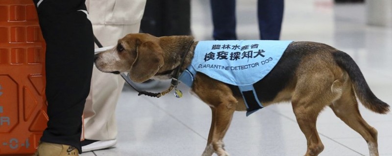 检疫犬是做什么的