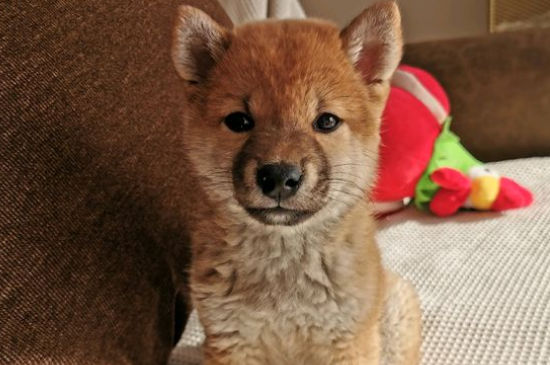 柴犬几个月认主人