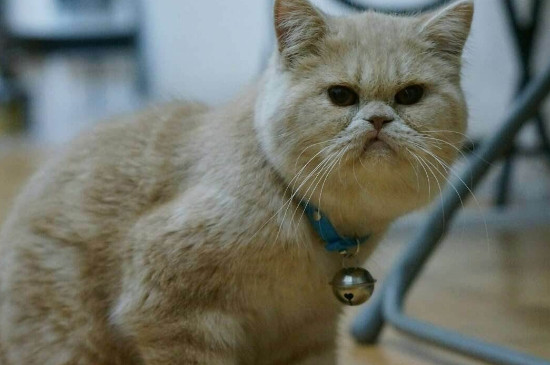 猫咪一天喂几次