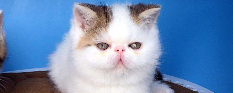 二个月的加菲猫喂什么
