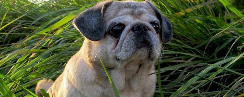 安静的小型犬有哪些