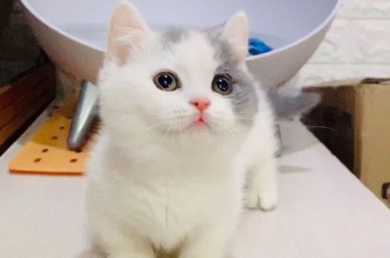 矮脚猫性格怎么样
