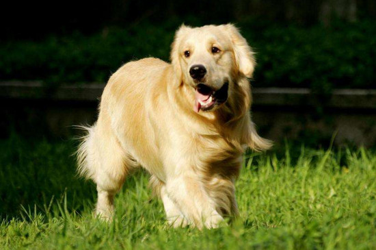 柴犬和金毛哪个聪明